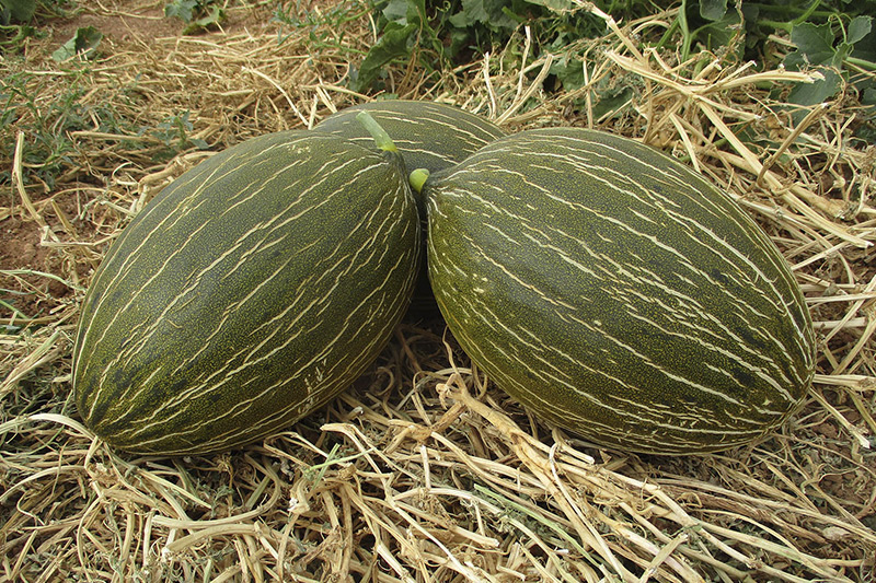 HMC 46 4851 F1 - FRUTTO PICCOLO GRANDE BONTÀ