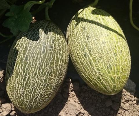 Melone Valeoso F1