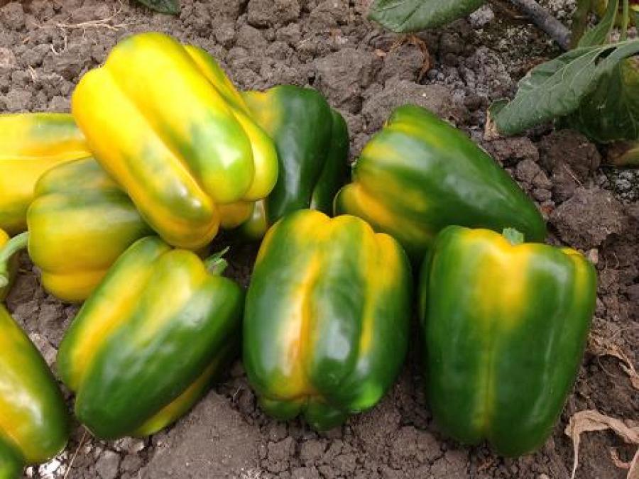 Peperone Ciccior F1