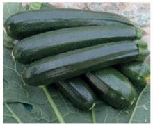 Zucchino Melodia F1
