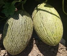 Melone Valeoso F1
